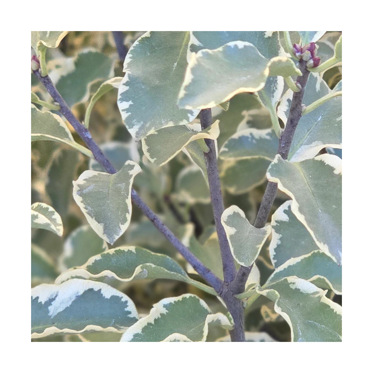 Pittosporum panaché, Pittospore