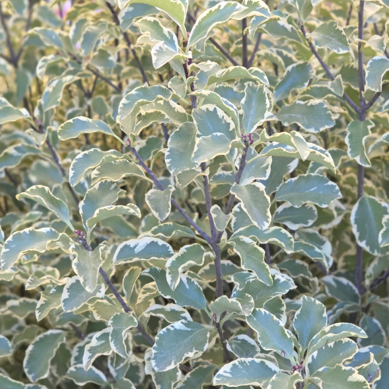 Pittosporum panaché, Pittospore