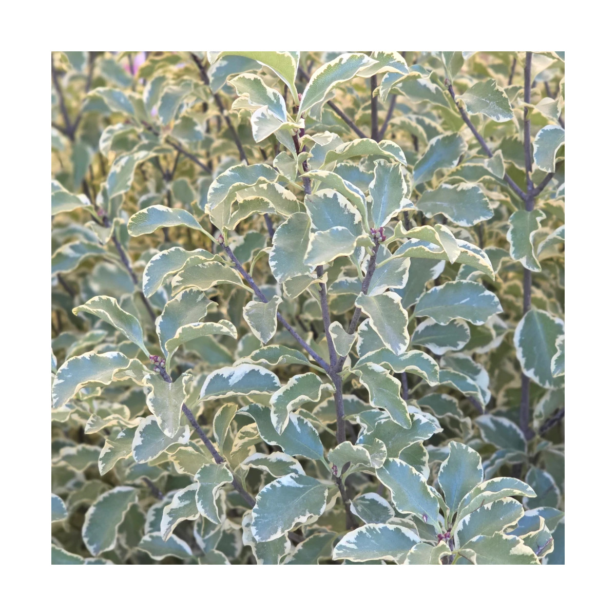 Pittosporum panaché, Pittospore