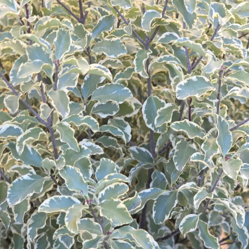 Pittosporum panaché, Pittospore