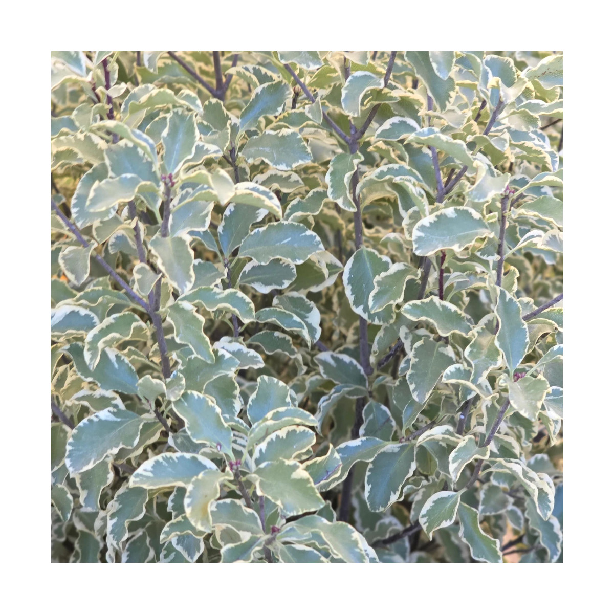 Pittosporum panaché, Pittospore