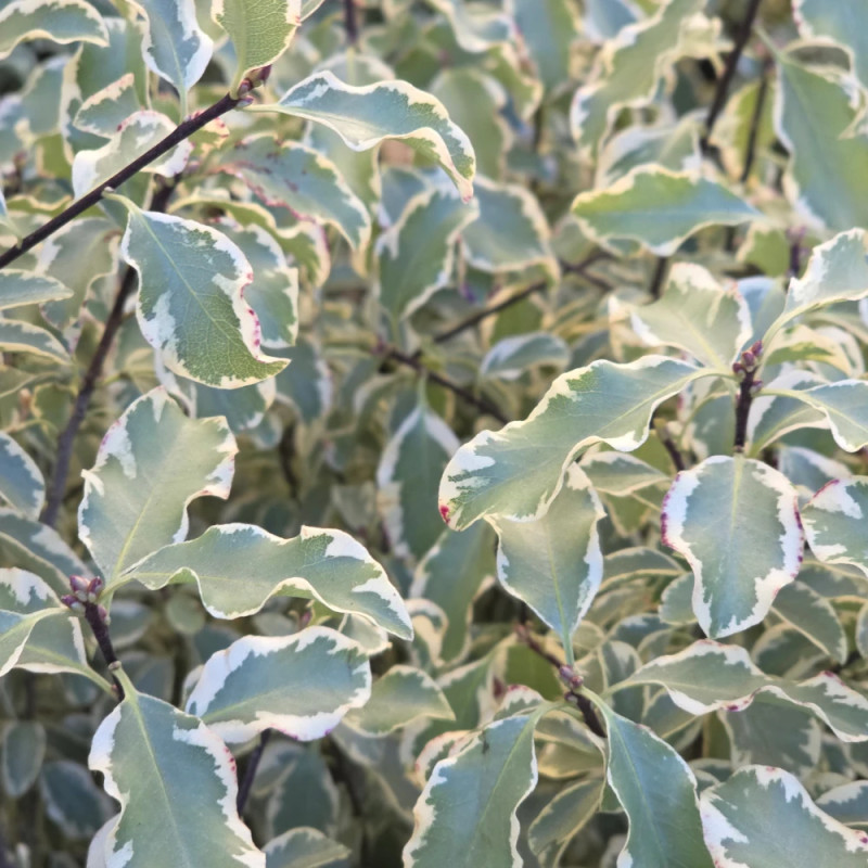 Pittosporum panaché, Pittospore