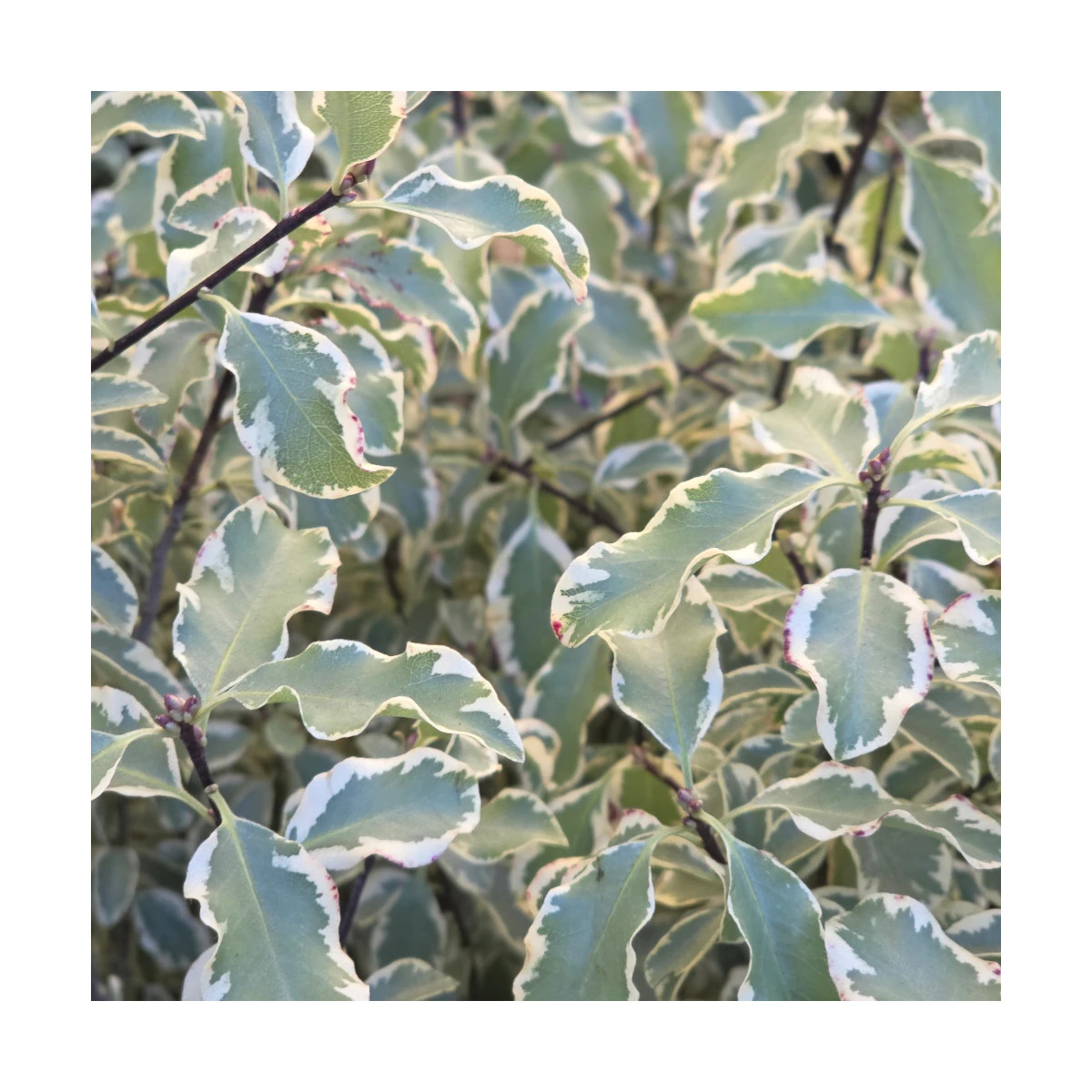 Pittosporum panaché, Pittospore