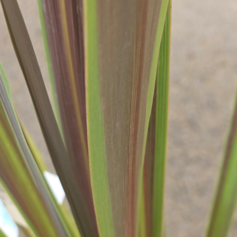 Cordyline de Banks Electric Star® - SILENCE, ça pousse !