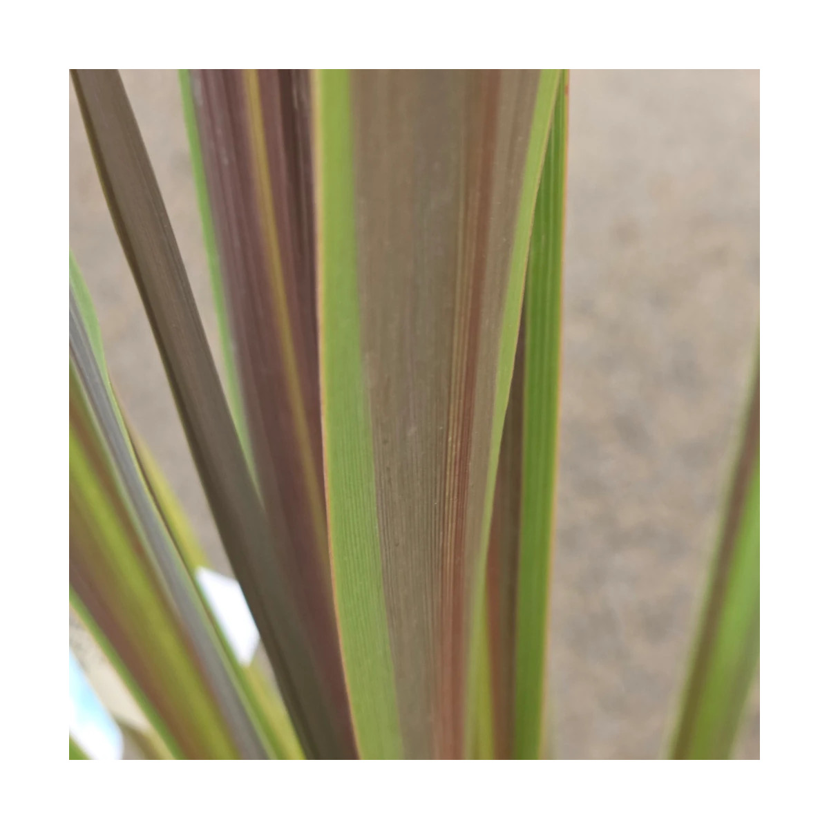 Cordyline de Banks Electric Star® - SILENCE, ça pousse !