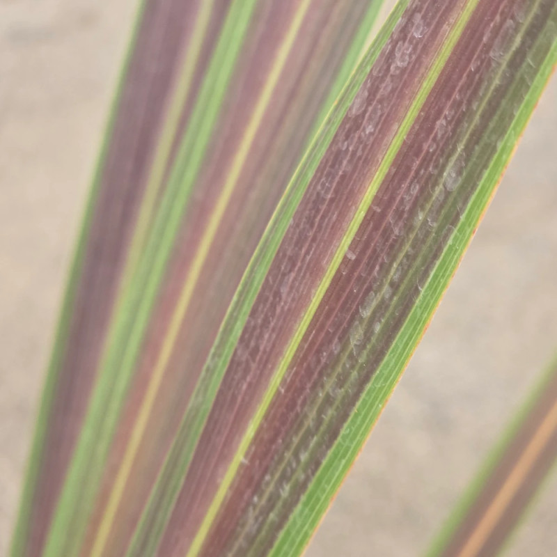 Cordyline de Banks Electric Star® 'Sprilecstar'