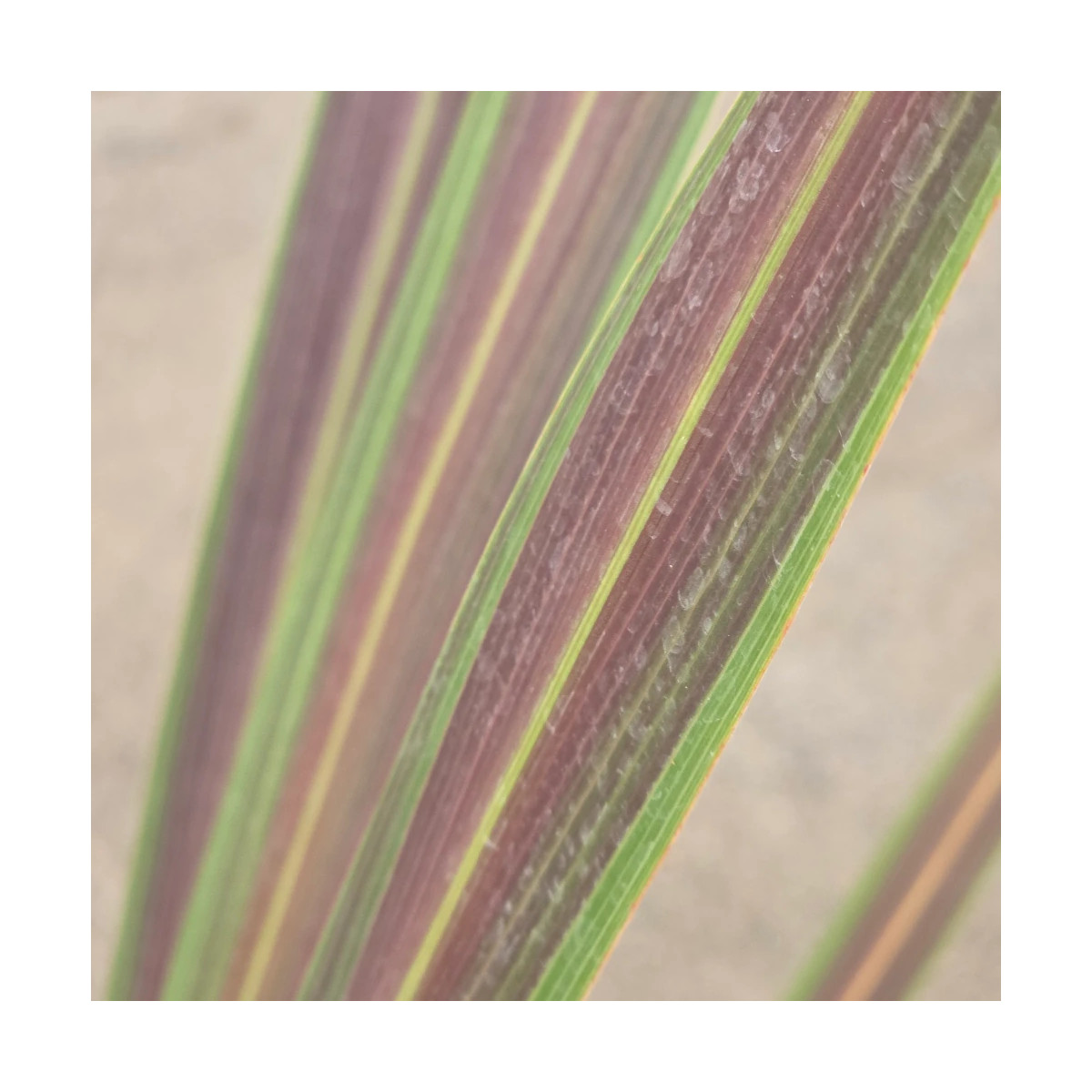 Cordyline de Banks Electric Star® 'Sprilecstar'