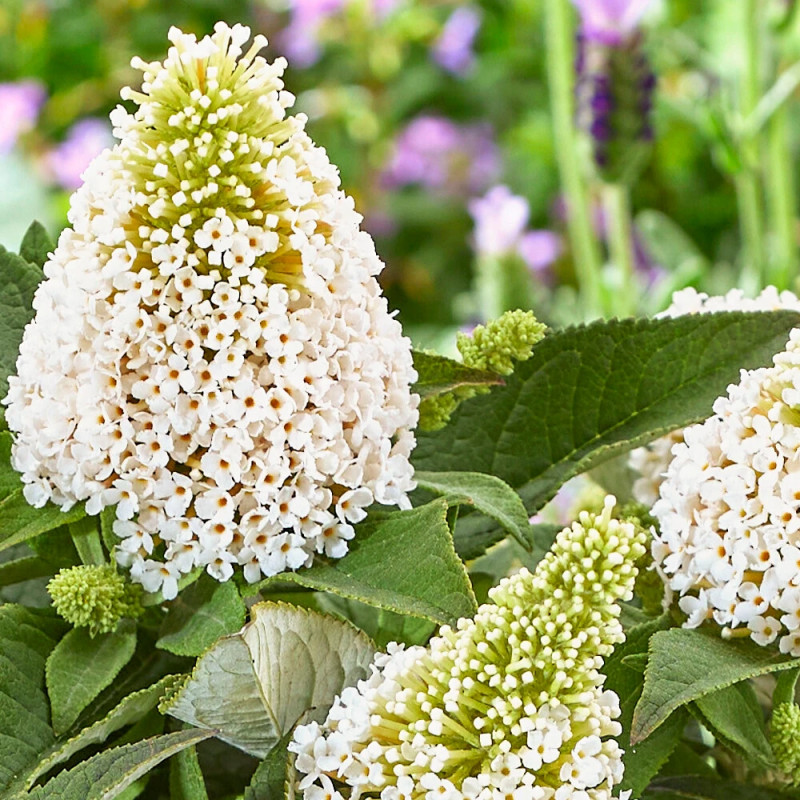 Arbre aux papillons Rocketstar® Snow - SILENCE, ça pousse !, Buddleia