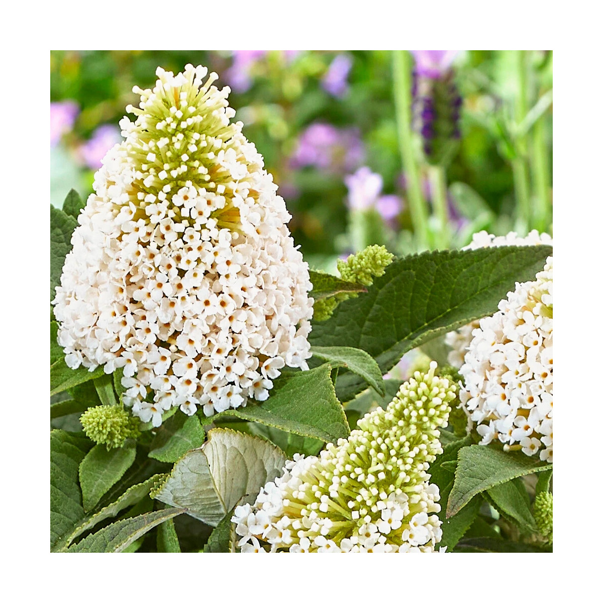 Arbre aux papillons Rocketstar® Snow - SILENCE, ça pousse !, Buddleia