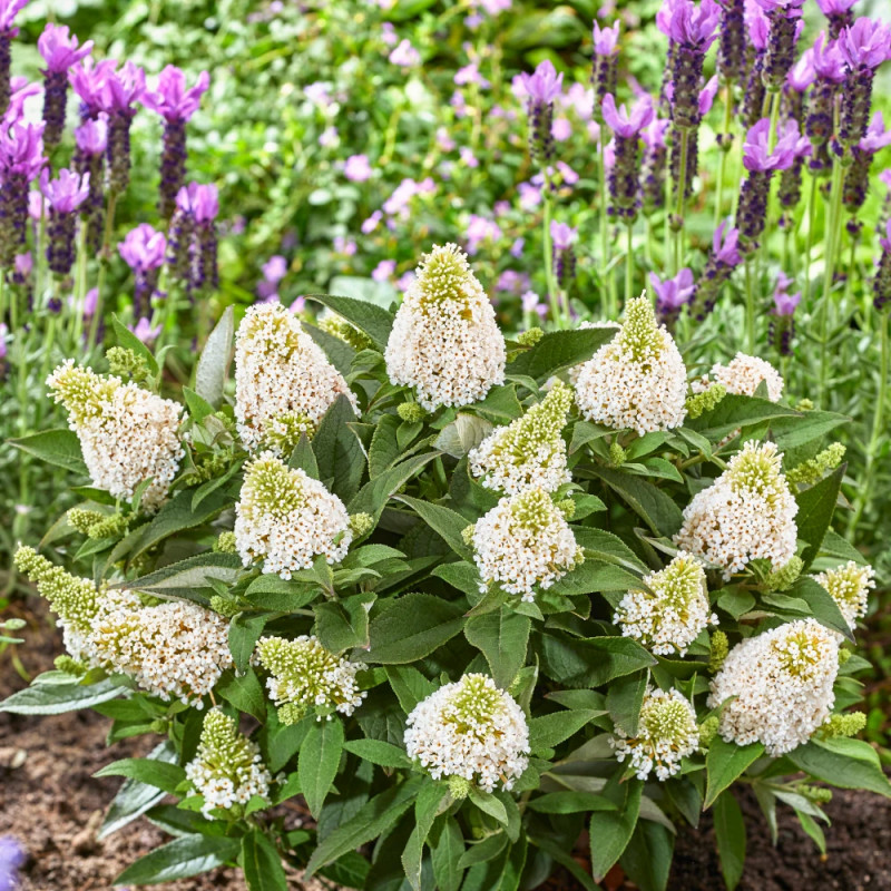 Arbre aux papillons Rocketstar® Snow - SILENCE, ça pousse !, Buddleia
