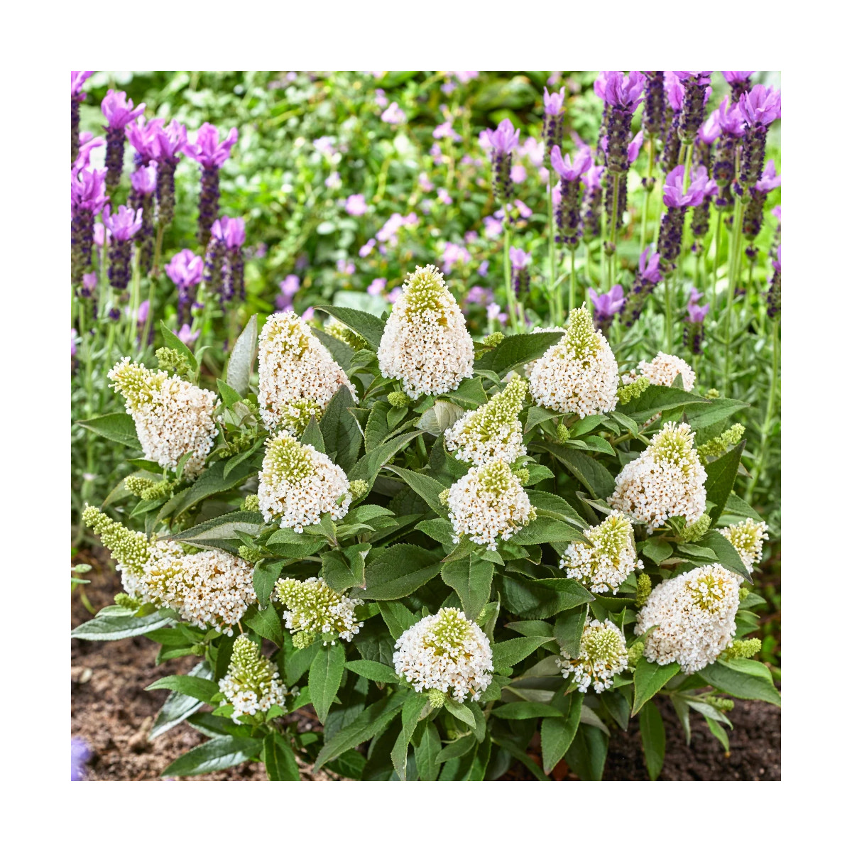 Arbre aux papillons Rocketstar® Snow - SILENCE, ça pousse !, Buddleia