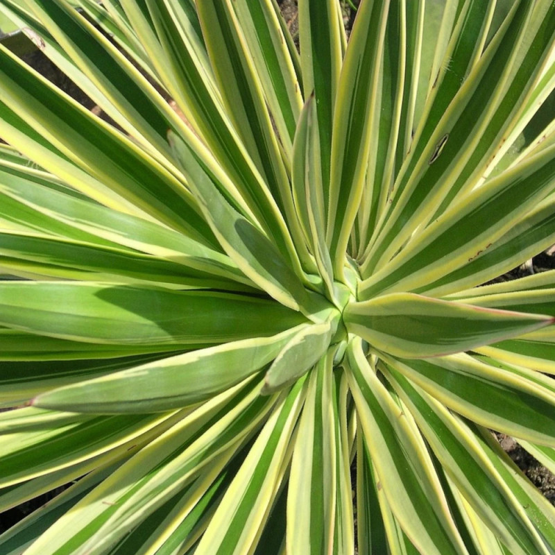 Yucca superbe gloriosa Citrus Twist®