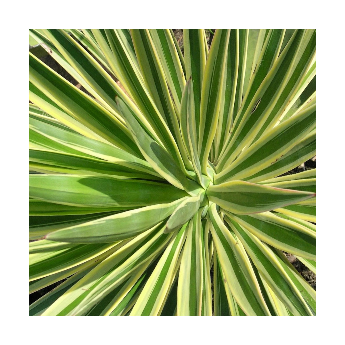 Yucca superbe gloriosa Citrus Twist®