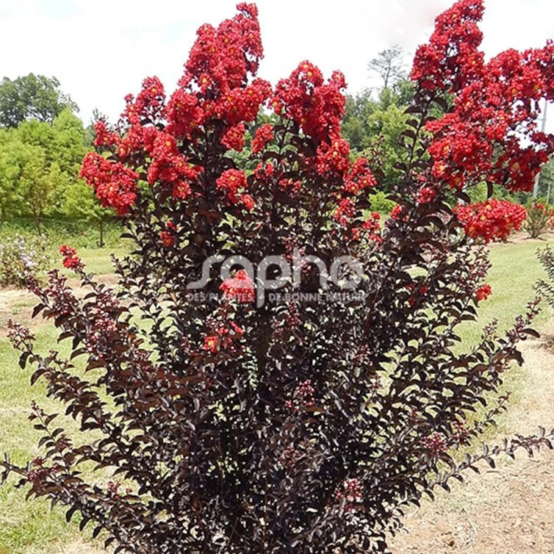 Lilas des Indes Black Diamond® Crimson Red™, Lagerstroemia