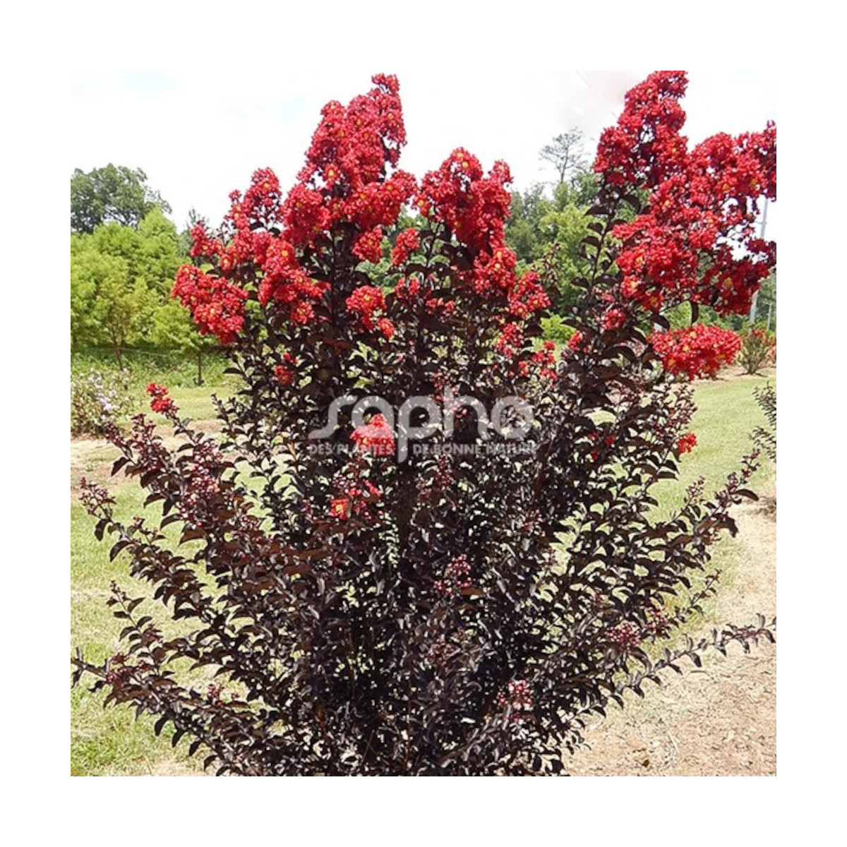 Lilas des Indes Black Diamond® Crimson Red™, Lagerstroemia