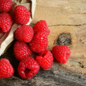Framboisier Rustica® 'Yummi'