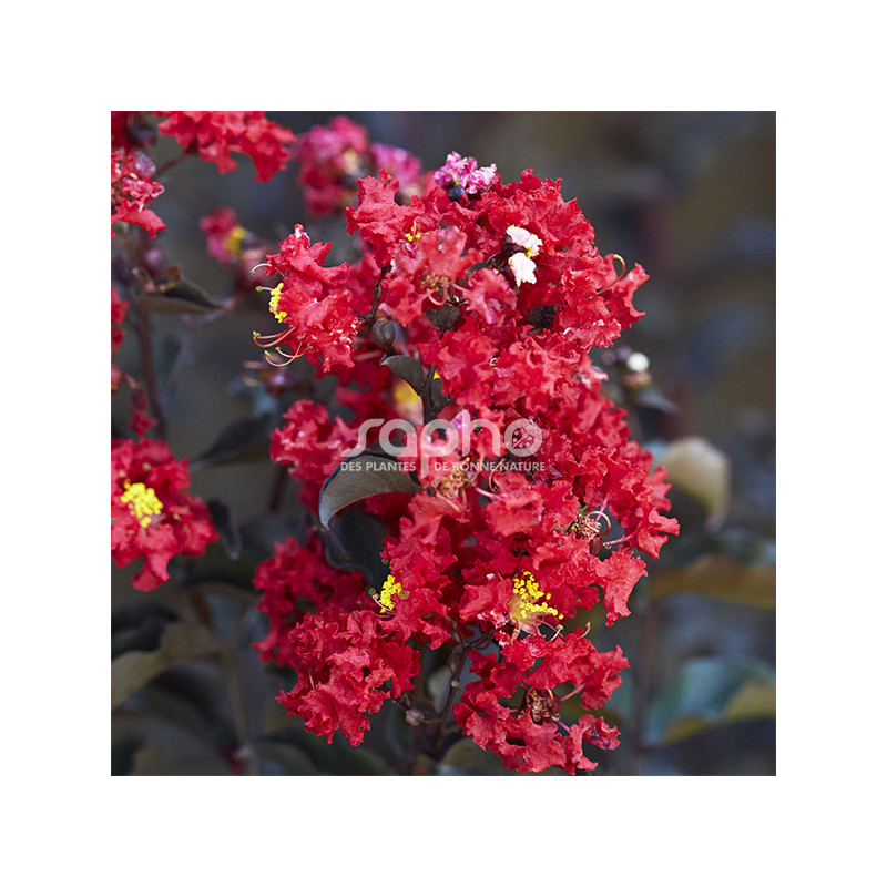 Lilas des Indes Black Diamond® Crimson Red™, Lagerstroemia