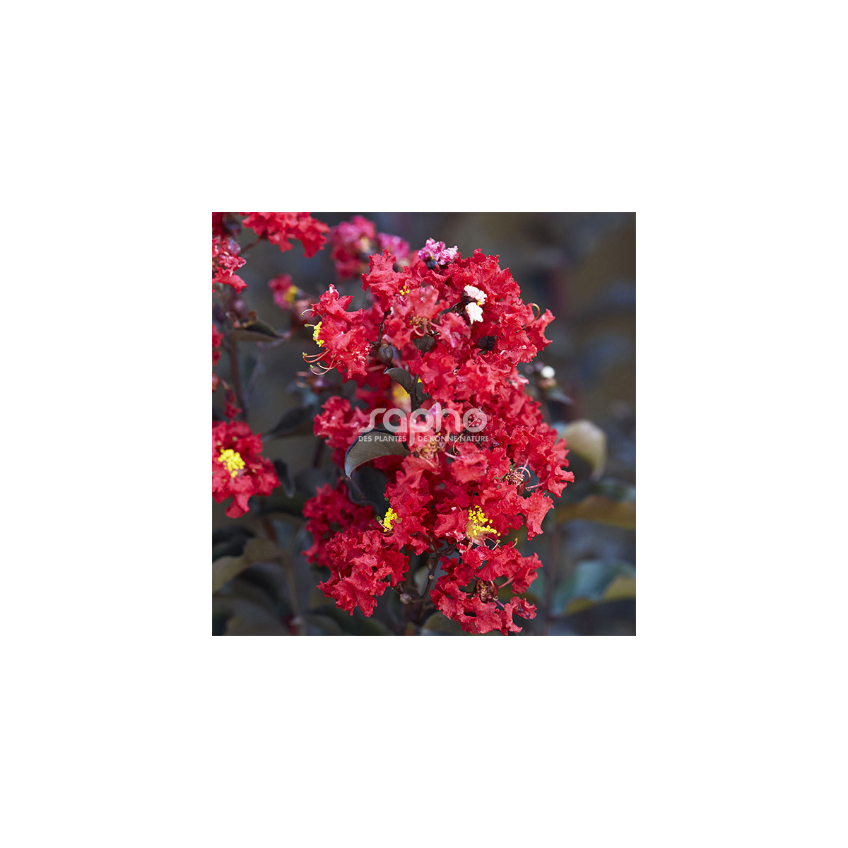 Lilas des Indes Black Diamond® Crimson Red™, Lagerstroemia
