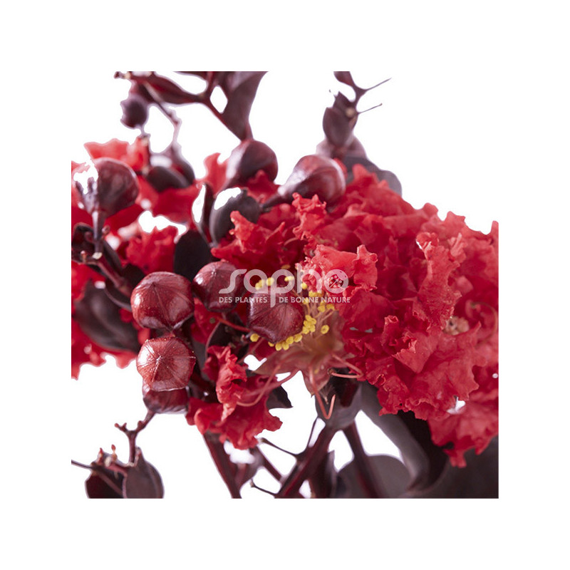 Lilas des Indes Black Diamond® Crimson Red™, Lagerstroemia