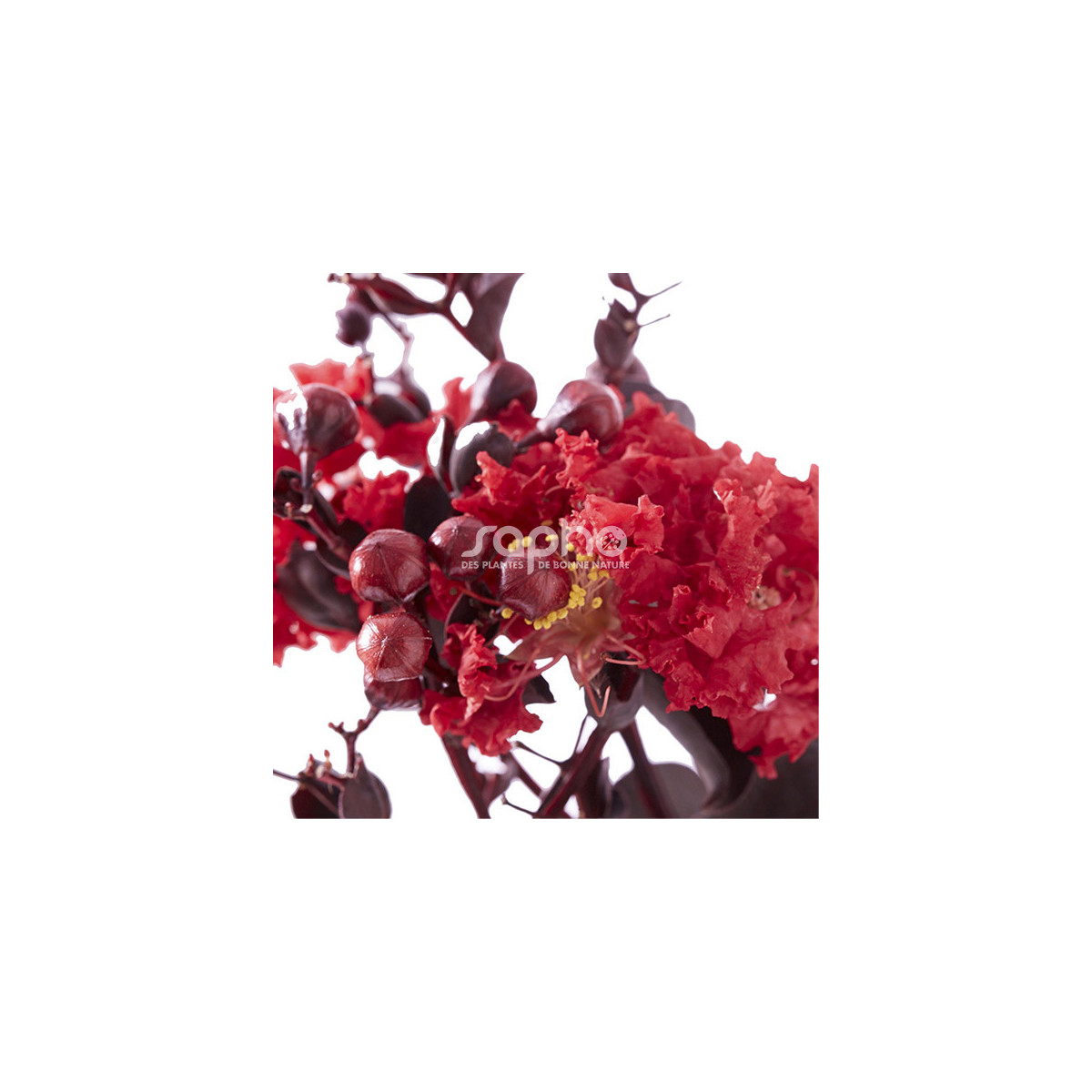 Lilas des Indes Black Diamond® Crimson Red™, Lagerstroemia