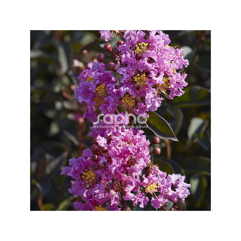 Lilas des Indes Black Diamond® Lavender Lace™, Lagerstroemia