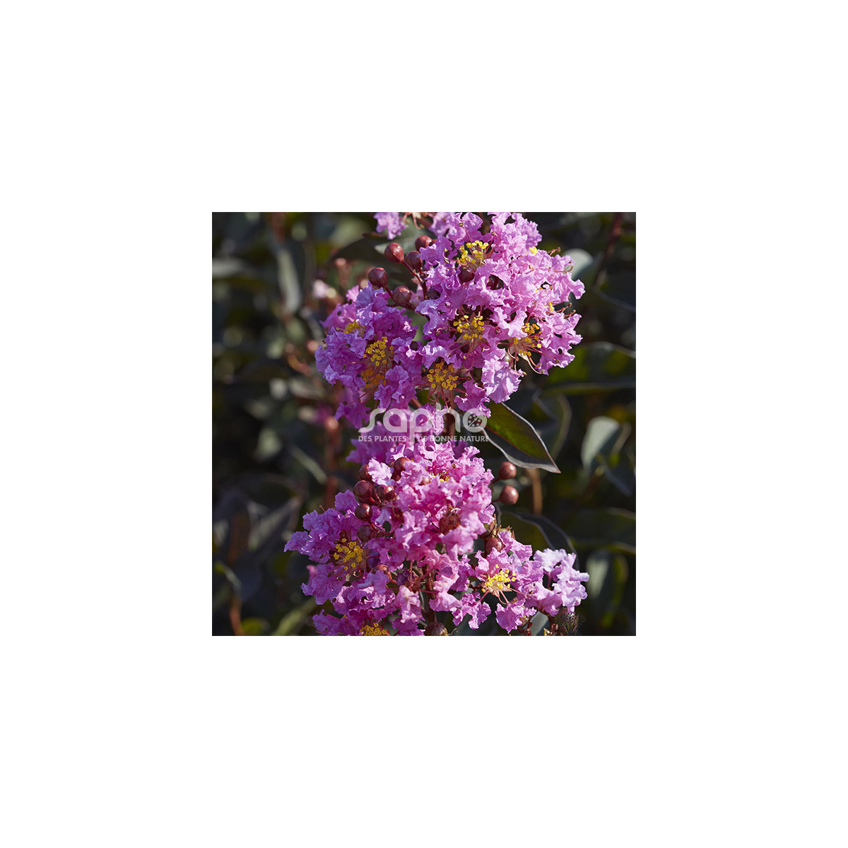 Lilas des Indes Black Diamond® Lavender Lace™, Lagerstroemia