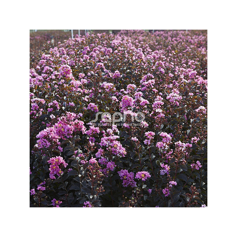 Lilas des Indes Black Diamond® Lavender Lace™, Lagerstroemia