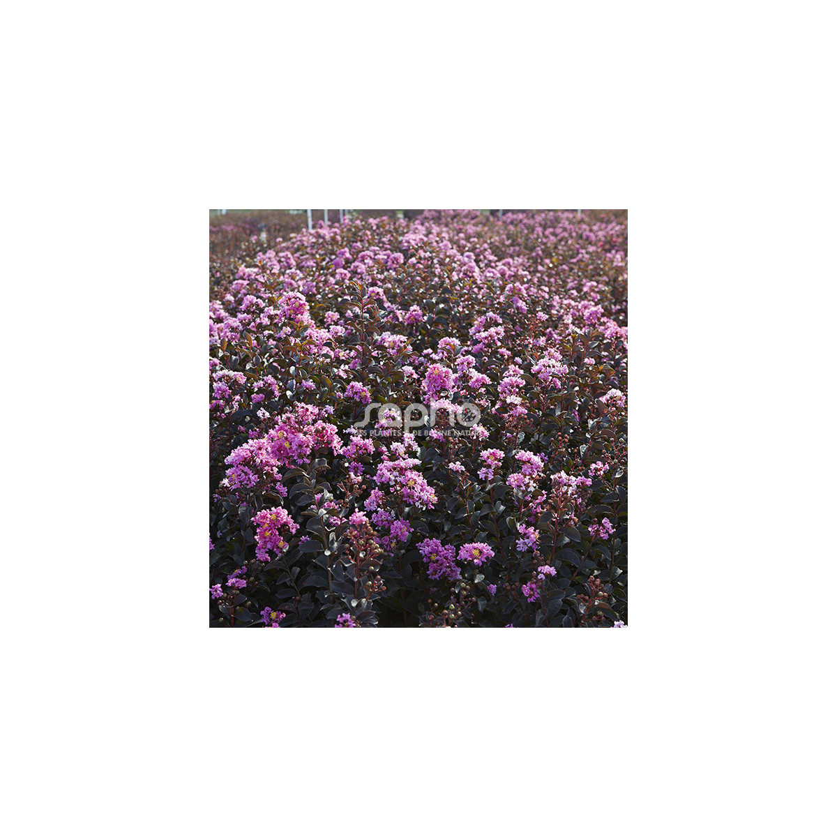 Lilas des Indes Black Diamond® Lavender Lace™, Lagerstroemia