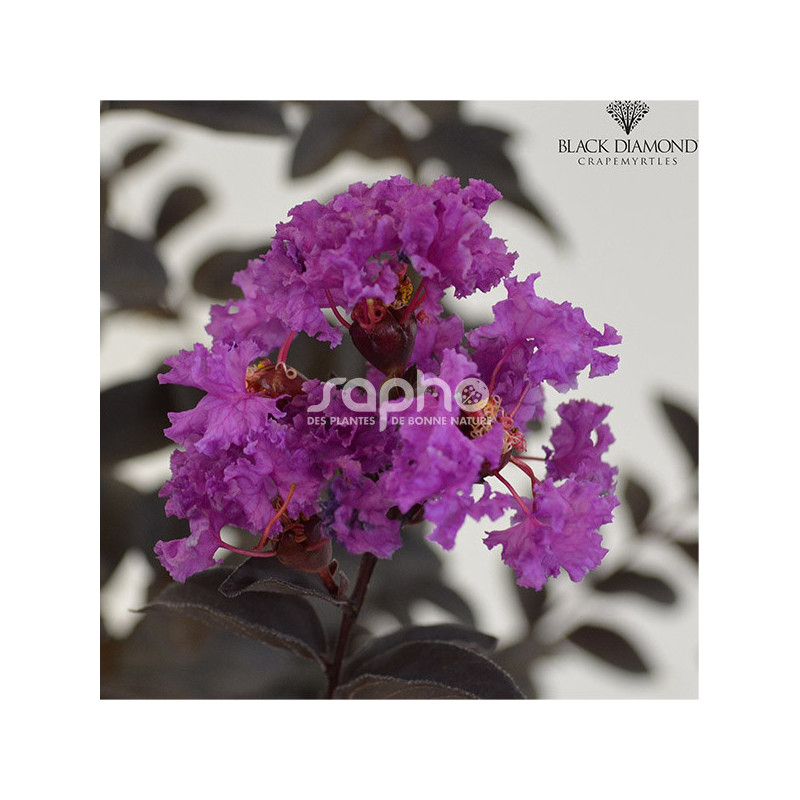 Lilas des Indes Black Diamond® Purely Purple™, Lagerstroemia
