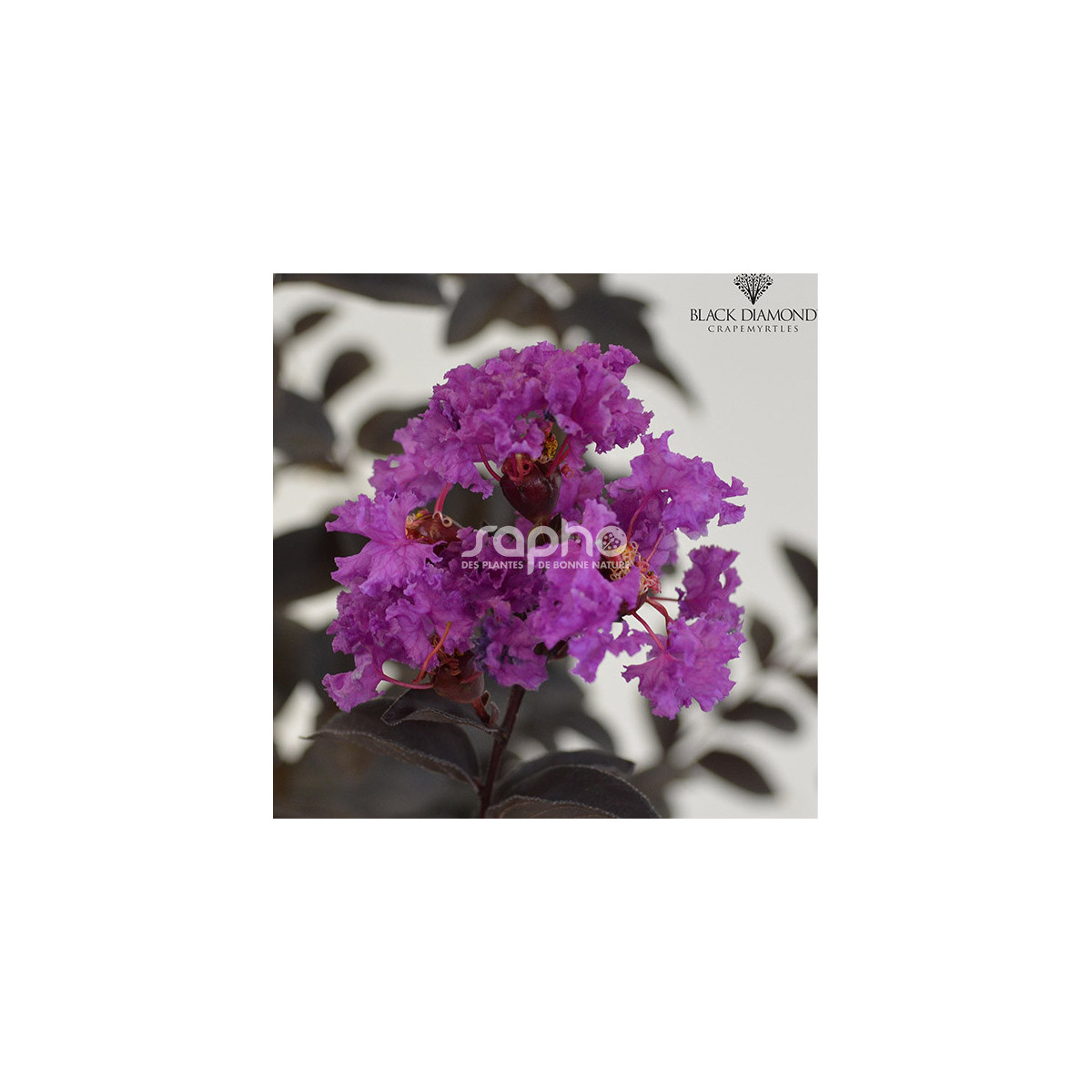 Lilas des Indes Black Diamond® Purely Purple™, Lagerstroemia