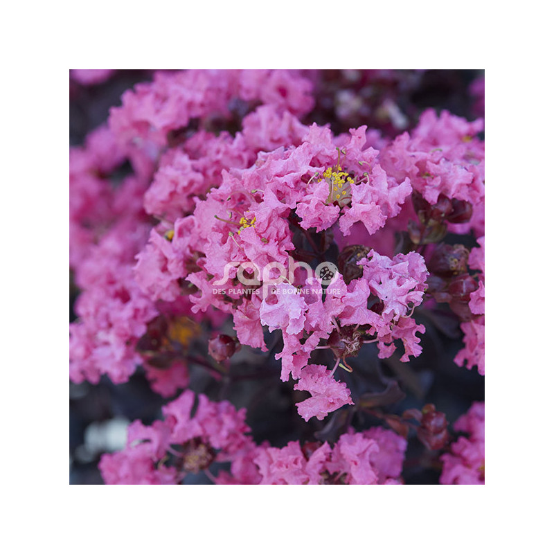 Lilas des Indes Black Diamond® Shell Pink™, Lagerstroemia
