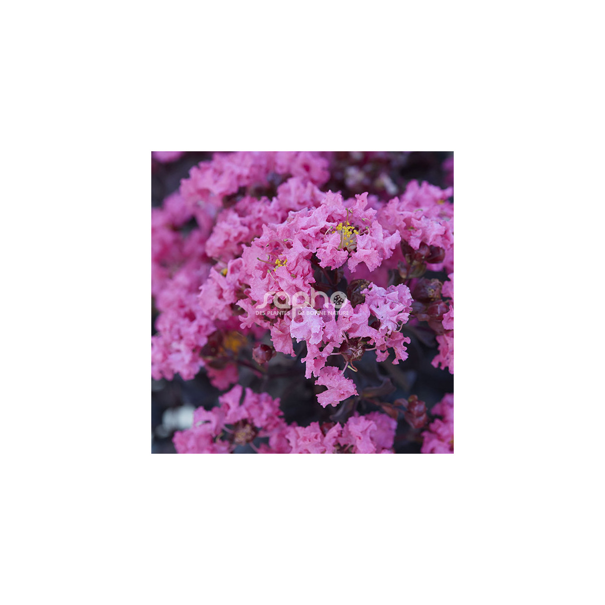 Lilas des Indes Black Diamond® Shell Pink™, Lagerstroemia