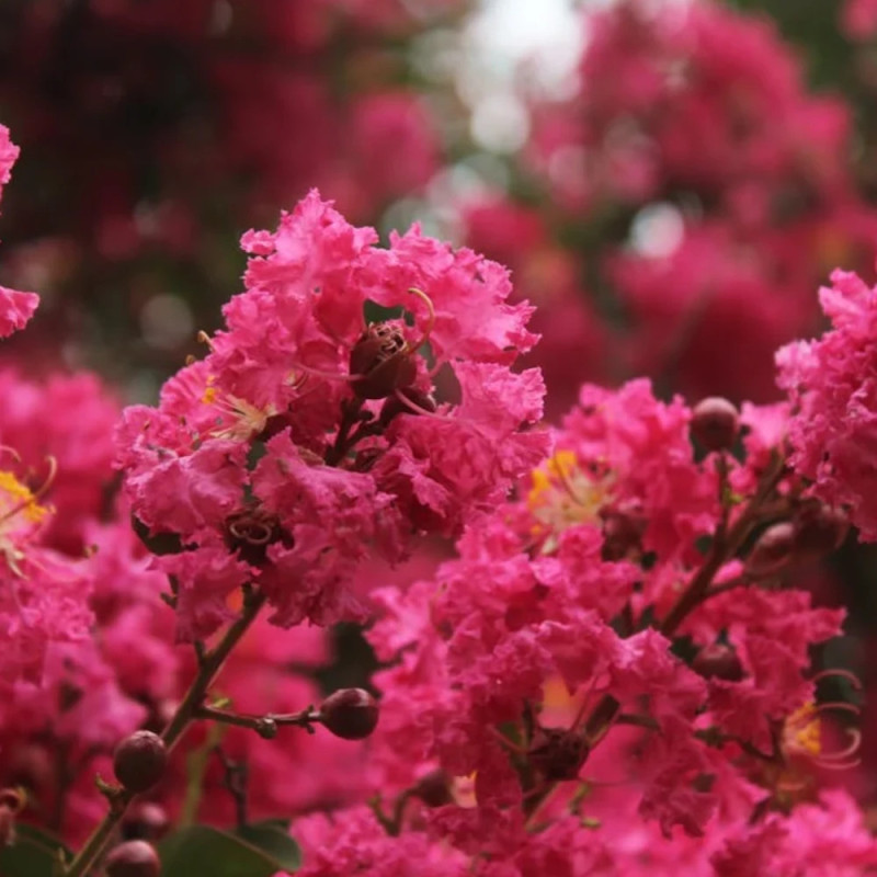 Lilas des Indes Double Feature, Lagerstroemia
