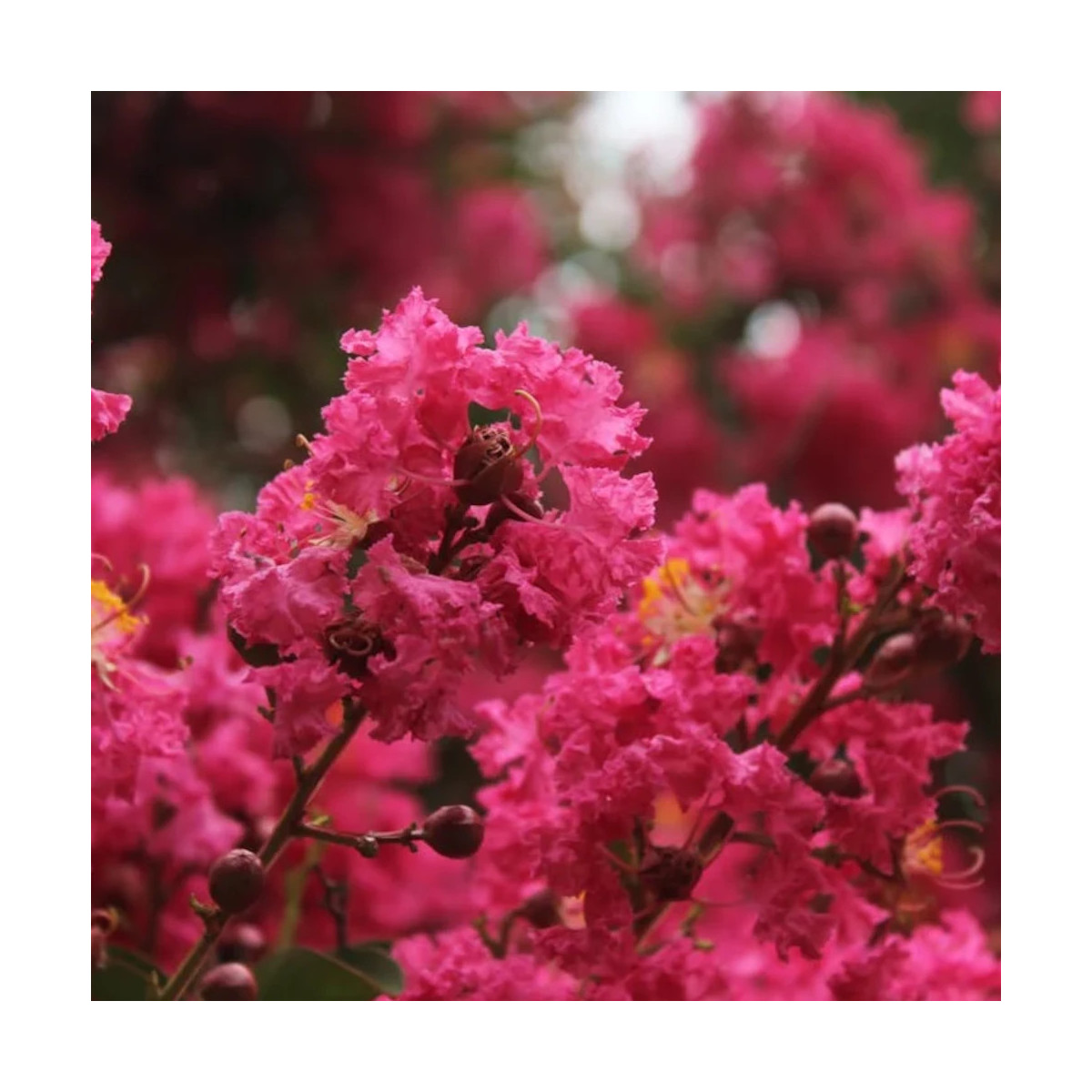 Lilas des Indes Double Feature, Lagerstroemia