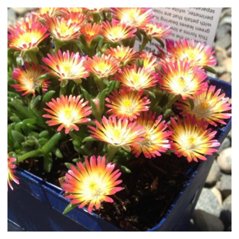 Delosperma Fire Wonder®, Pourpier vivace
