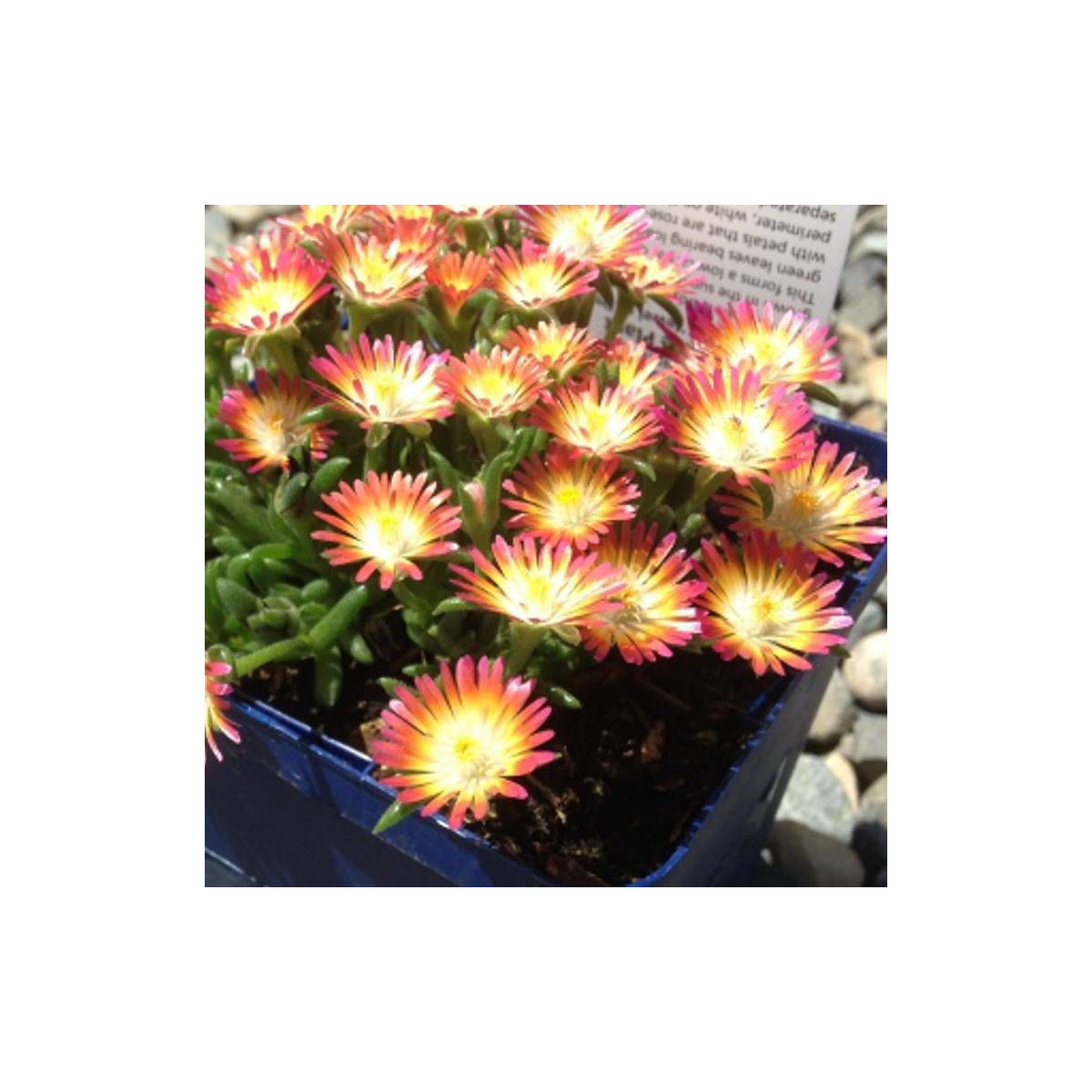 Delosperma Fire Wonder®, Pourpier vivace