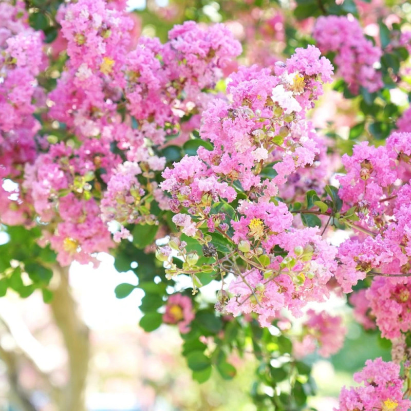Lilas des Indes Jacqueline Desmartis, Lagerstroemia