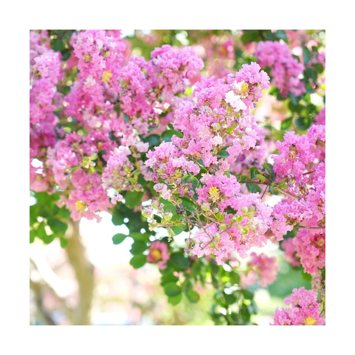Lilas des Indes Jacqueline Desmartis, Lagerstroemia