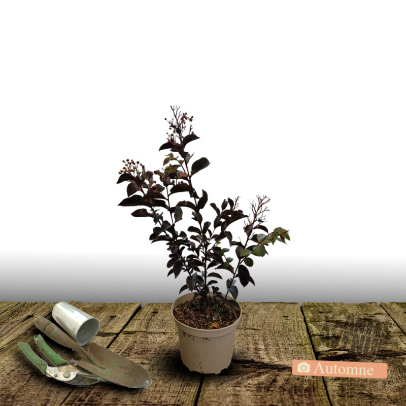Lilas des Indes Kimono, Lagerstroemia