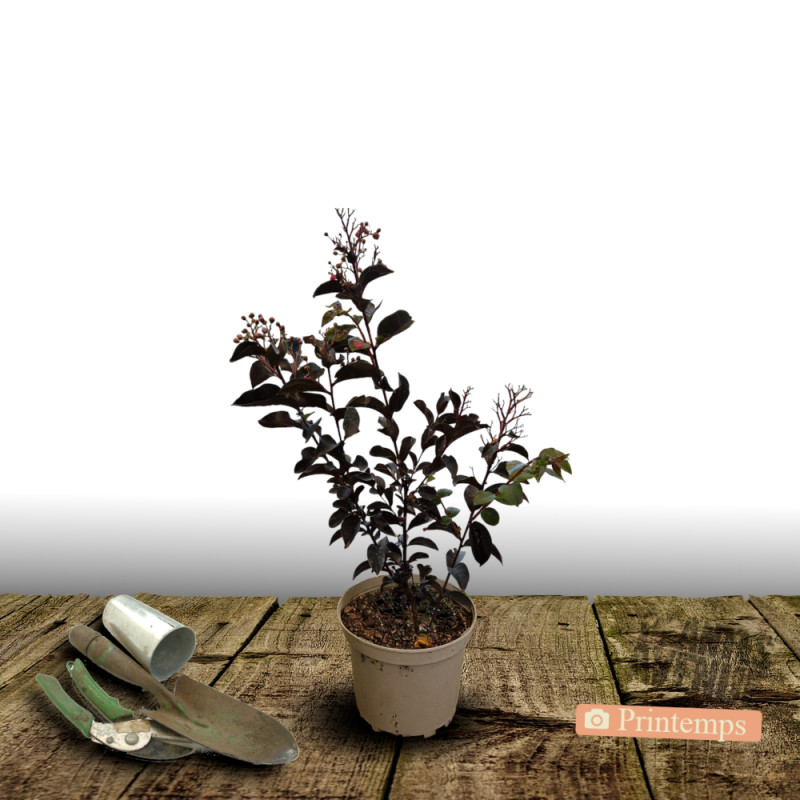 Lilas des Indes Kimono, Lagerstroemia