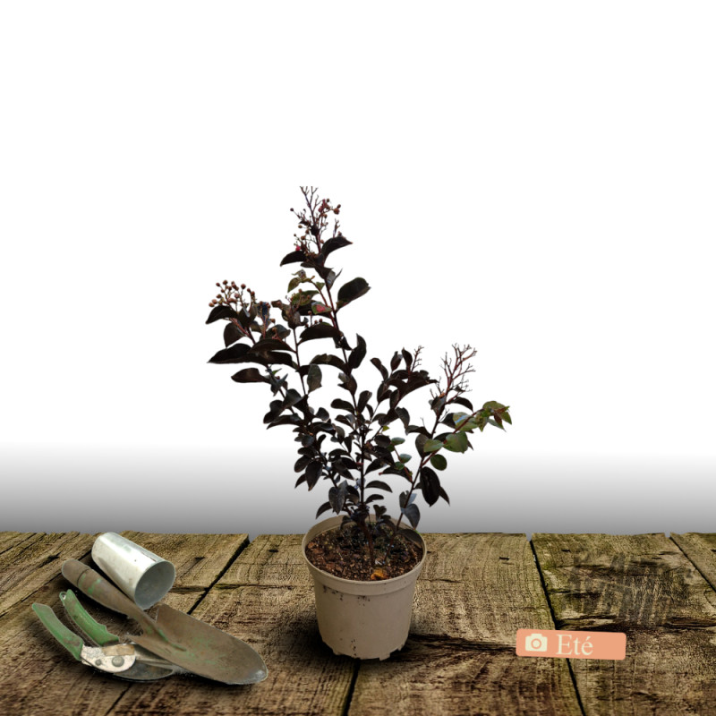 Lilas des Indes Kimono, Lagerstroemia