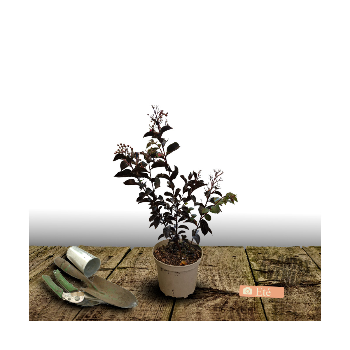 Lilas des Indes Kimono, Lagerstroemia
