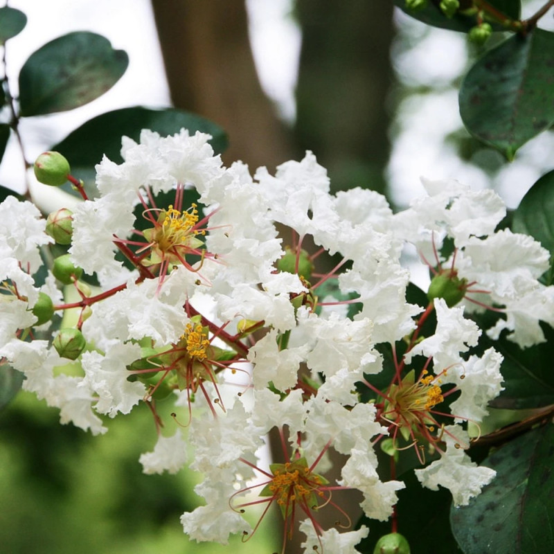 Lilas des Indes Kimono, Lagerstroemia