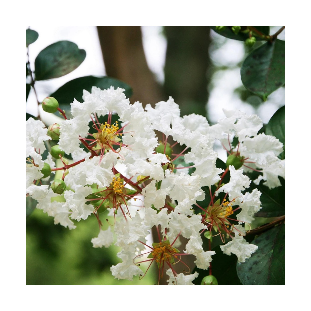 Lilas des Indes Kimono, Lagerstroemia