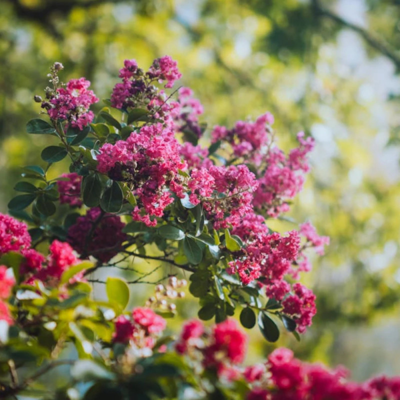 Lilas des Indes La Mousson, Lagerstroemia