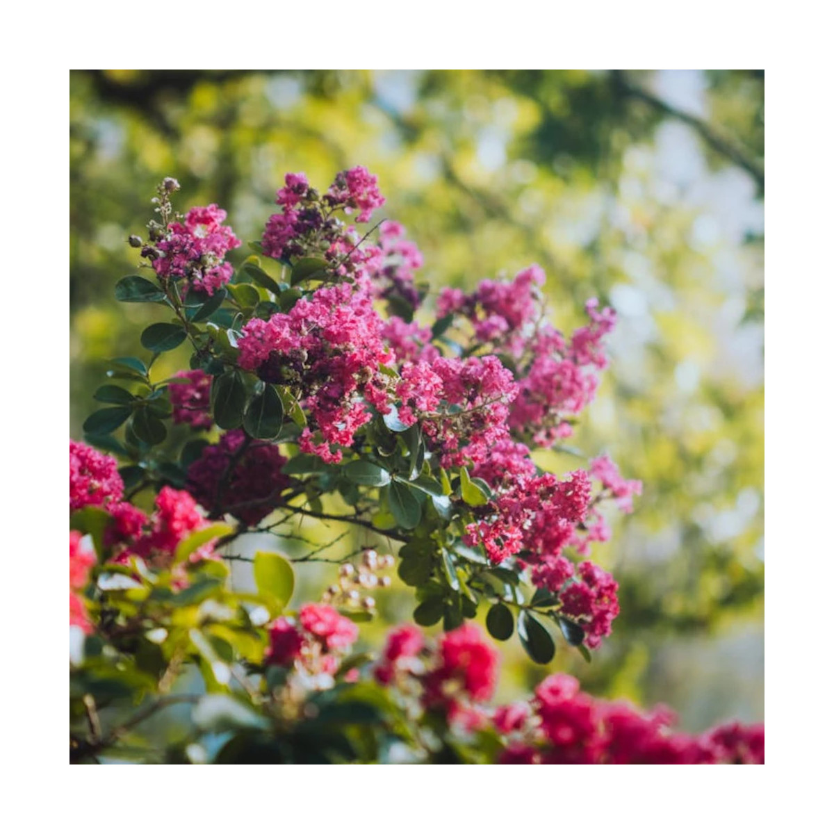 Lilas des Indes La Mousson, Lagerstroemia
