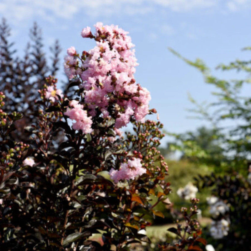 Lilas des indes Moonlight Magic® 'PIILAG-IV', Lagerstroemia