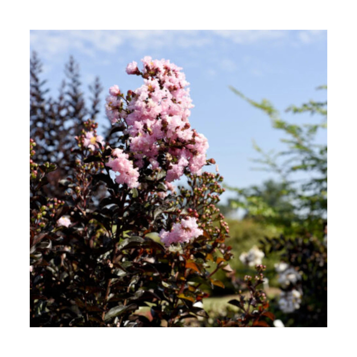 Lilas des indes Moonlight Magic® 'PIILAG-IV', Lagerstroemia