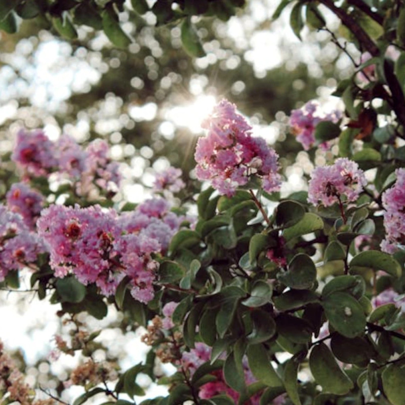 Lilas des Indes Muskogee, Lagerstroemia