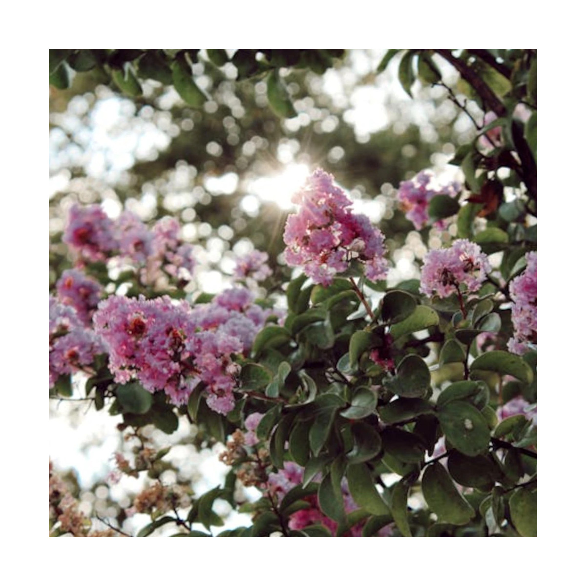 Lilas des Indes Muskogee, Lagerstroemia
